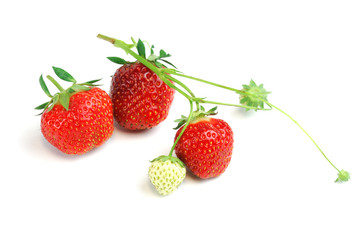 close up on fresh strawberries on white background