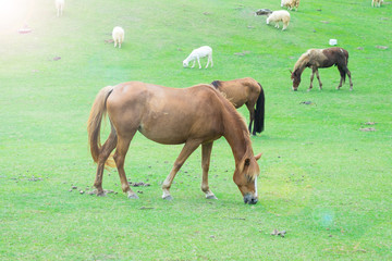 Obraz premium Brown horses eating grass in farm.