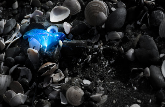 Bluebottle Jellyfish On The Beach