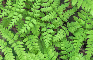 Fern leaf close-up