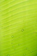 Water drops on banana leaf. abstact background.