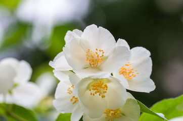 beautiful jasmine flowers