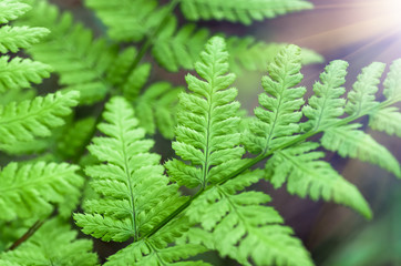 Fern leaf close-up