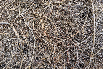 dry vineplant in nature.