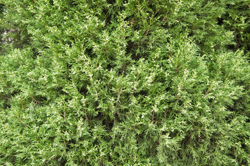 Detail of chinese arborvitae use for background and wallpaper