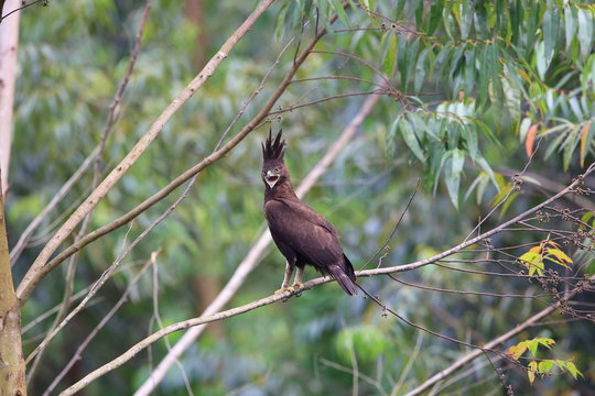 Long-crested Eagle (Lophaetus occipitalis) in Uganda

