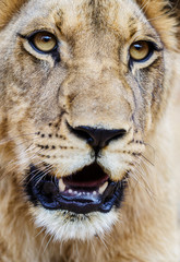 Young lion closeup. Panthera leo