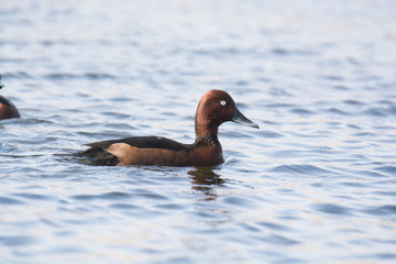 Ferruginous Duck