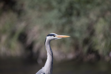 Grey Heron (Ardea cinerea)
