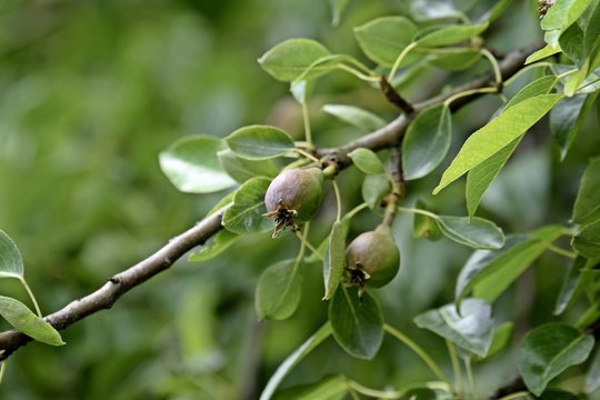 Birnenbaum mit ersten früchten
