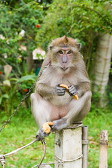 Monkey sitting on fence and eating some food