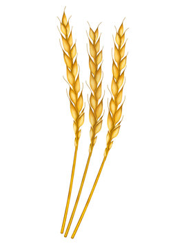Wheat set illustration