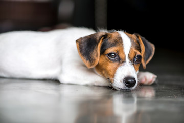 sleepy dog ​​on the floor in home
