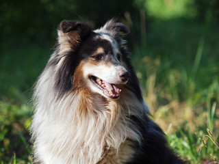 Portrait of beautiful sheltie dog on a natural background 