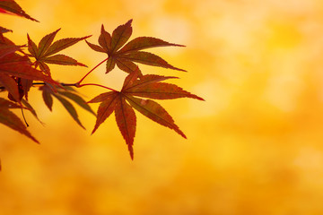 Naklejka na ściany i meble Colorful Maple Leaves in Autumn