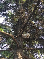 Белая бездомнач кошка застряла на дереве