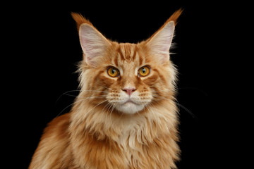 Close-up Portrait of Red Maine Coon Cat Looking in Camera Isolated on Black Background