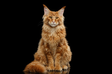 Beautiful Red Maine Coon Cat Sitting with Large Ears and Furry Tail Looking in Camera Isolated on Black Background, Front view