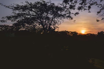 Silhouette of natural on sunset