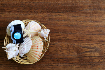 夏の思い出の貝