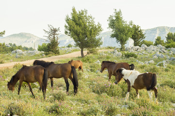 horses grazing in the Croatian mountains in the area of Dubrovnik
