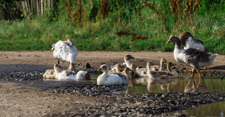 geese out of the water