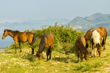 Fototapeta na wymiar horses grazing in the Croatian mountains in the area of Dubrovnik 
