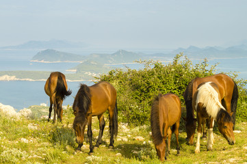 Fototapeta na wymiar horses grazing in the Croatian mountains in the area of Dubrovnik 