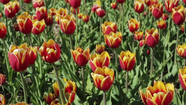 Beautiful flower bed with red yellow tulips.