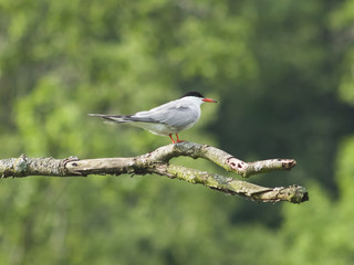Common tern, Sterna hirundo, on dry branch of dead tree, close-up portrait, selective focus, shallow DOF