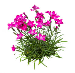 Feather carnation or dianthus on white background.