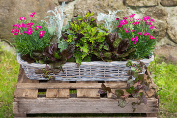 Potted garden plants in a basket.