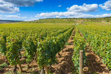 Fototapeta na wymiar Lush green grape vines growing in a vineyard