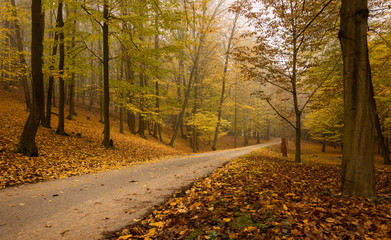 Obraz premium Road in the forest.
