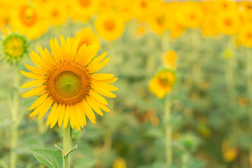Obraz na płótnie Canvas Sun flower the sign of hope for your success background.
