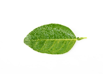 Fototapeta na wymiar ime leaf Isolated on white background