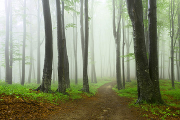 Calm romantic path into misty forest
