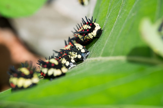 caterpillar creeps on a green plant in the garden