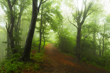 Lovers path into a romantic foggy forest
