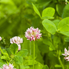 Obraz premium Flowers of Red Clover, Trifolium pratense, with bokeh background macro, selective focus, shallow DOF