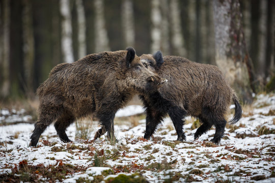 Wild boar, Sus scrofa, forest wild animal in the nature habitat, picture of two big males fighting, close range, Czech Republic