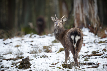 Sika deer, Cervus nippon nippon, forest horned animal in the nature habitat, portrait of mammal with horn, face to face view, Czech Republic