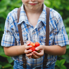 Hands of a child holding fresh strawberries.