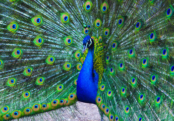 Fototapeta premium peacock. peafowl. Beautiful spread of a peacock. beautiful peaco