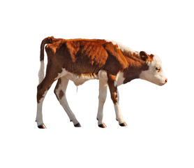 Side view of calf isolated on white background. © lilkin
