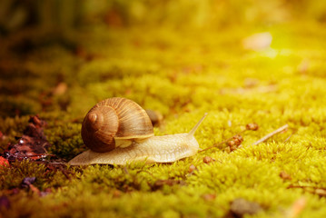Burgundy snail (Helix pomatia) on the moss under bright autmn sun