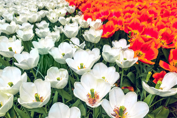 Tulip field in Keukenhof Gardens, Lisse, Netherlands