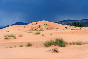 Coral Pink Sand Dunes State Park in Utah at  sunset
