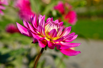 Dahlia pink and yellow flowers in Point Defiance park in Tacoma