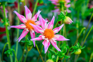 Fototapeta premium Dahlia pink and yellow flowers in Point Defiance park in Tacoma